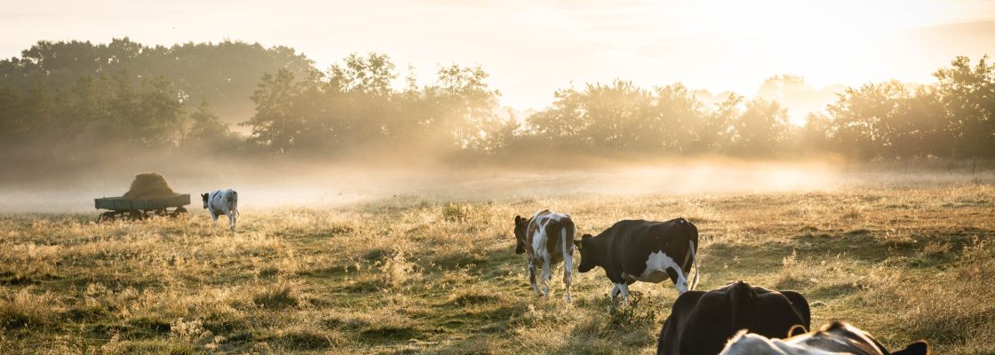 pexels-lukas-hartmann-1276237