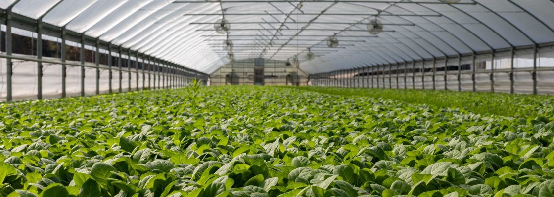 pexels-mark-stebnicki-2886937