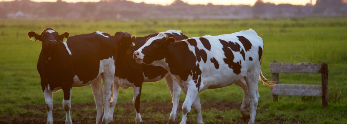 pexels-matthias-zomer-422218